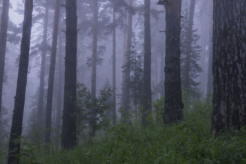 Photograph by Елена Перминова