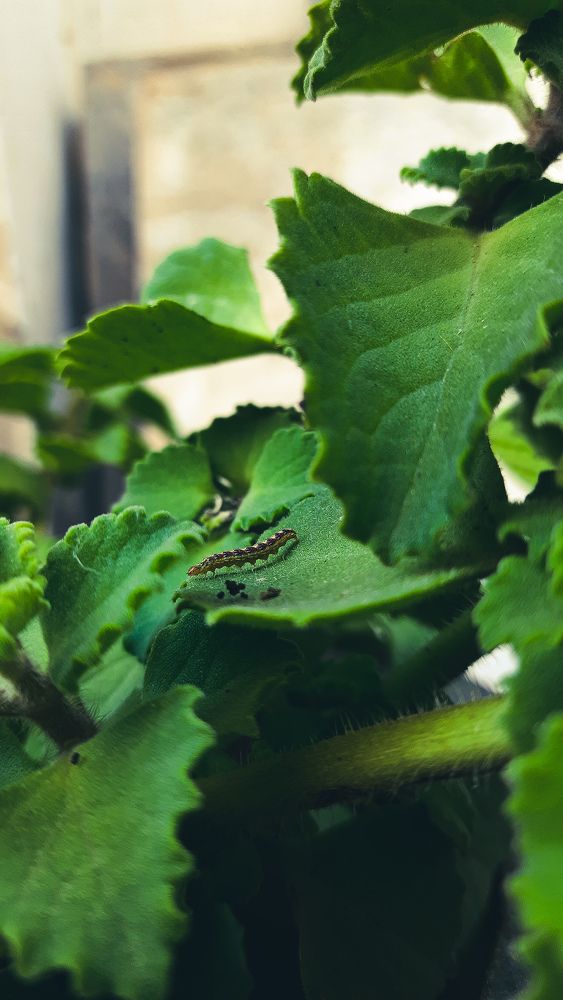 Photograph by Priyanka Tank