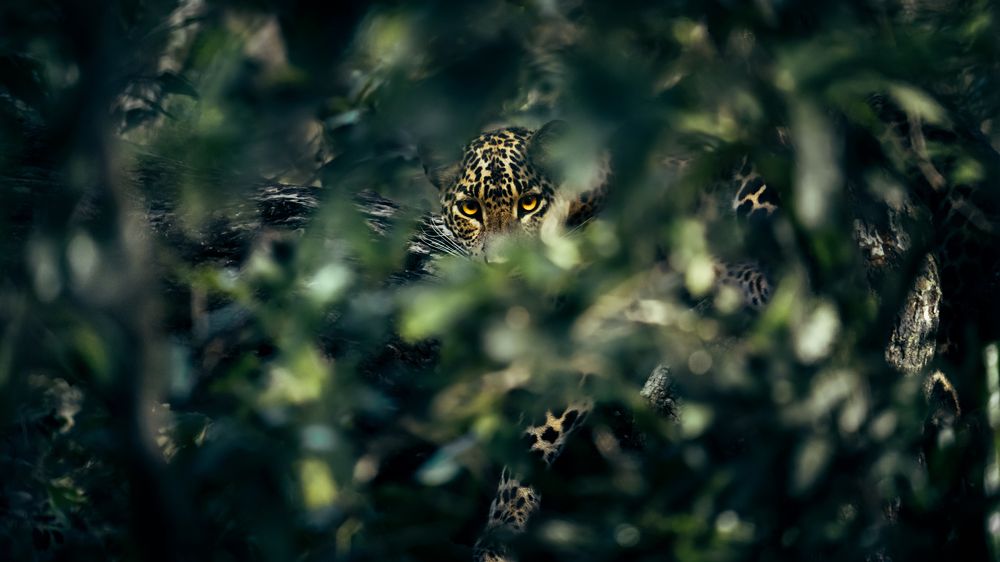 Photograph by Damith