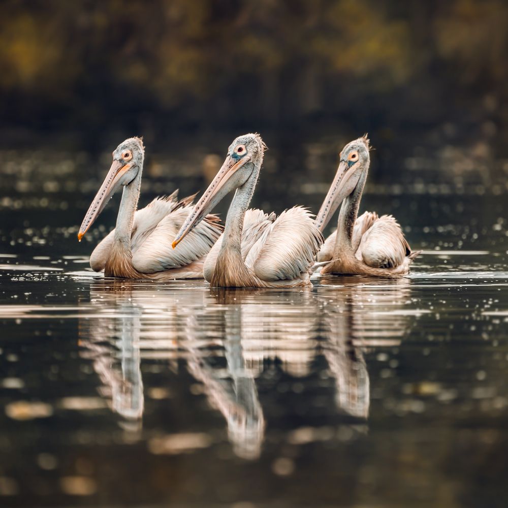 in union there is strength ?