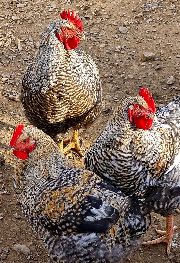 Photograph by Ирина Синягина