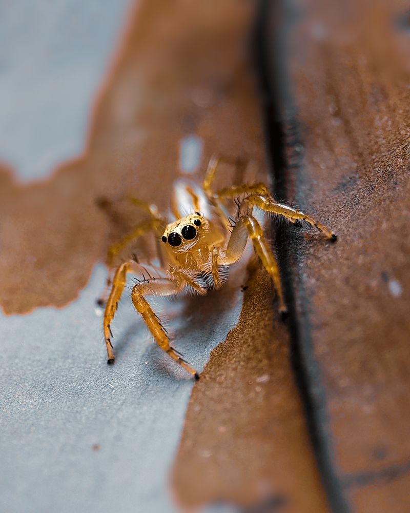 Jumping Spider