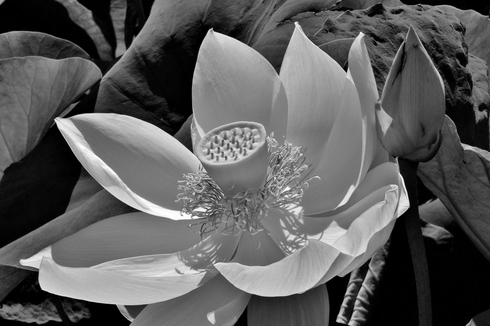 Photograph by backareva irina