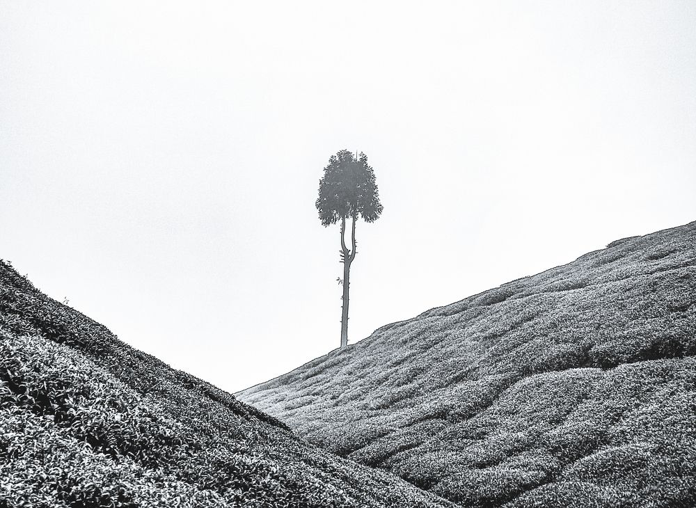 Photograph by V.Ramakrishnan