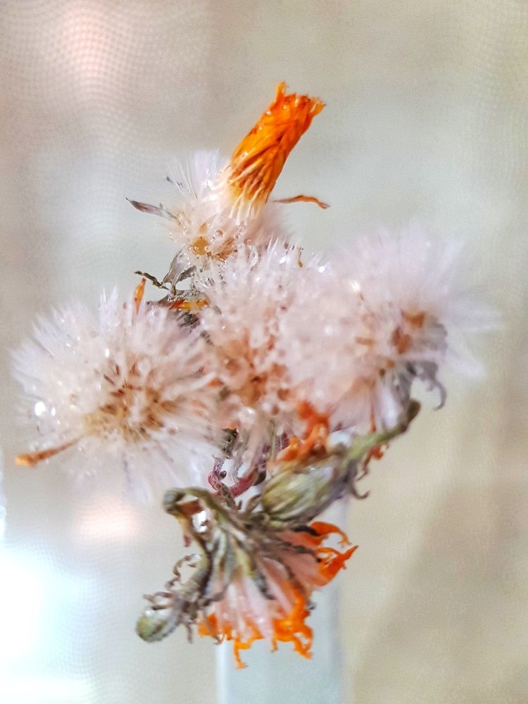 Photograph by Алла