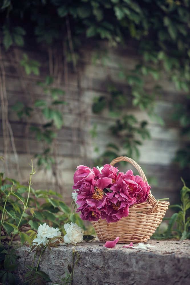 Photograph by Марина Рукавичко