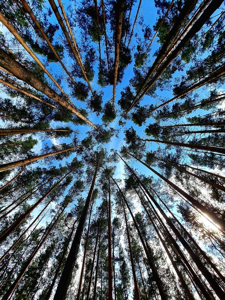 Сосны, летящие в небо