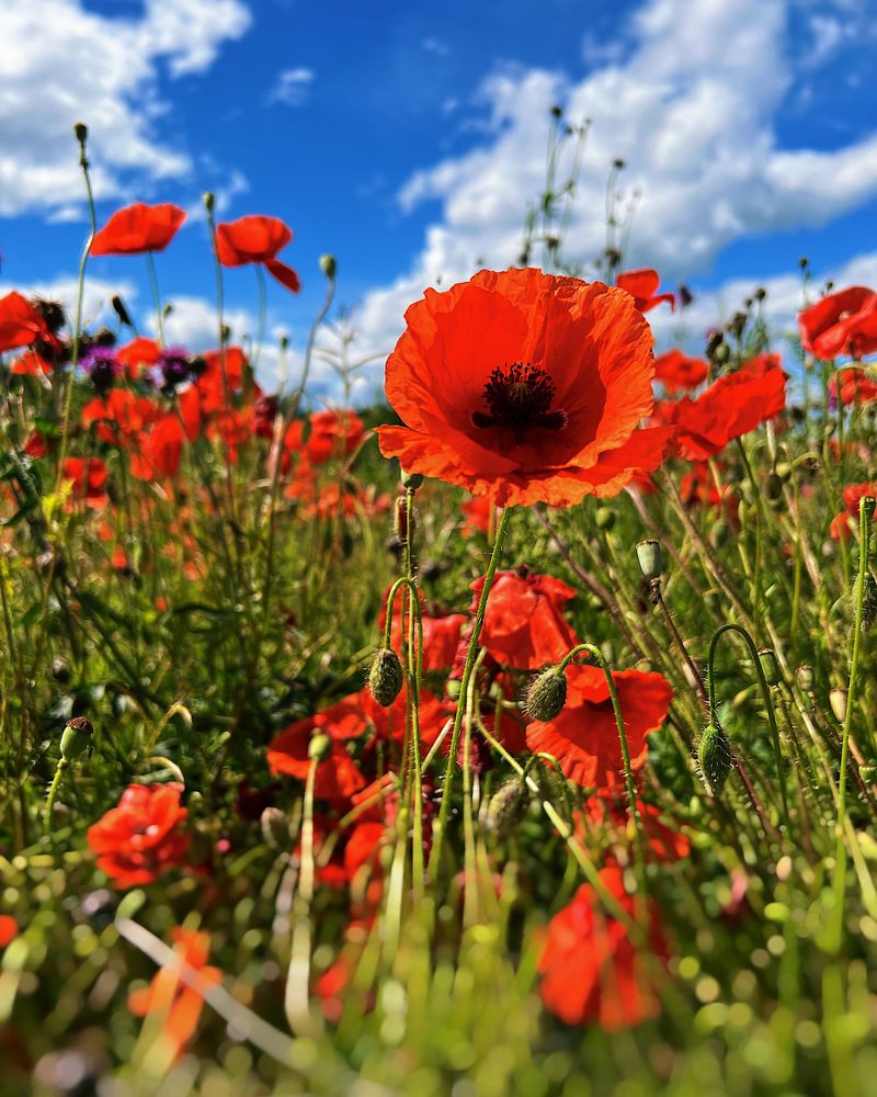 Photograph by Natalia Levenih