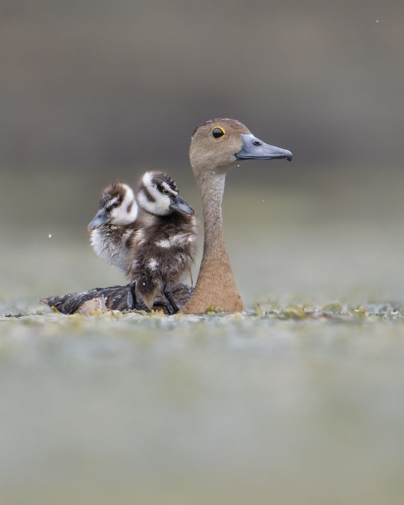 Lesser whistling duck