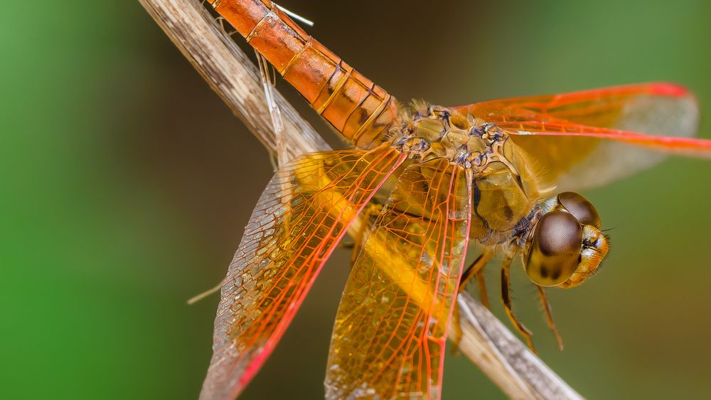Photograph by Venkat Mangudi