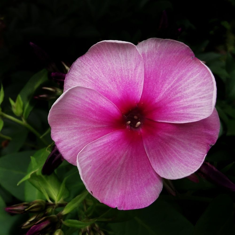 Photograph by Юрий Полушин