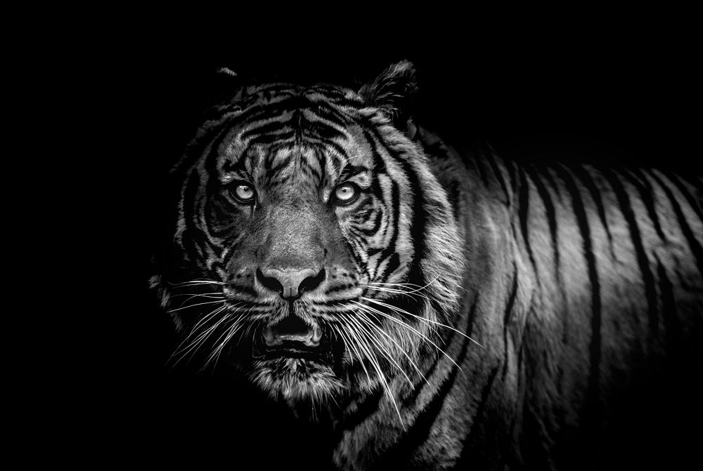 King of black/white world.