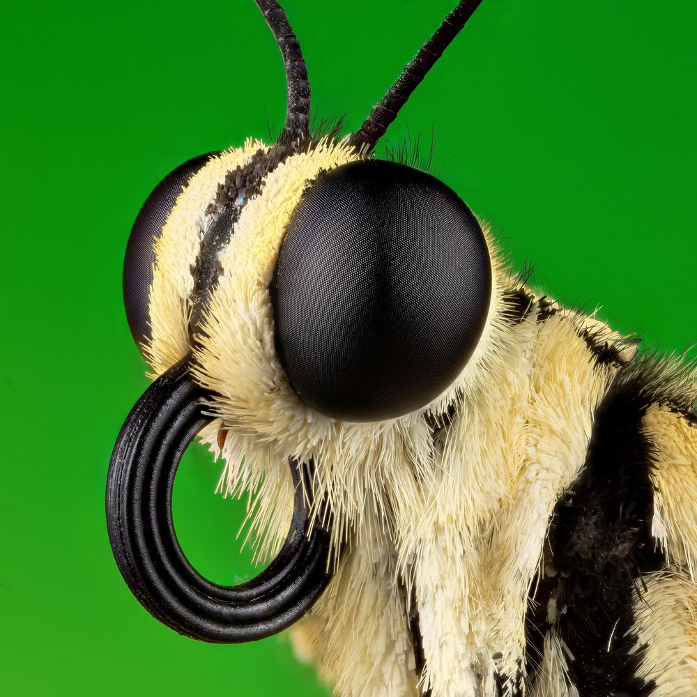 Photograph by Vida Shams