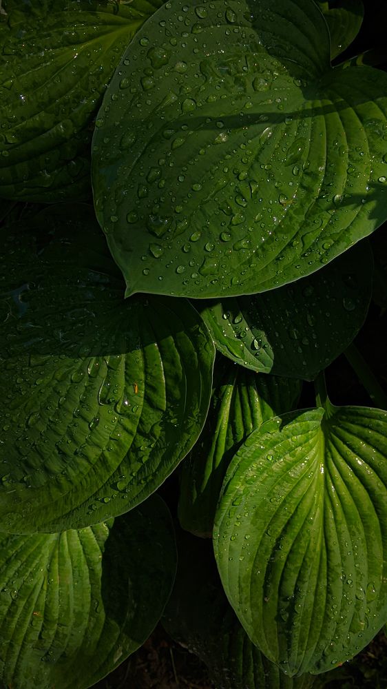 Photograph by Дарья Макаревич