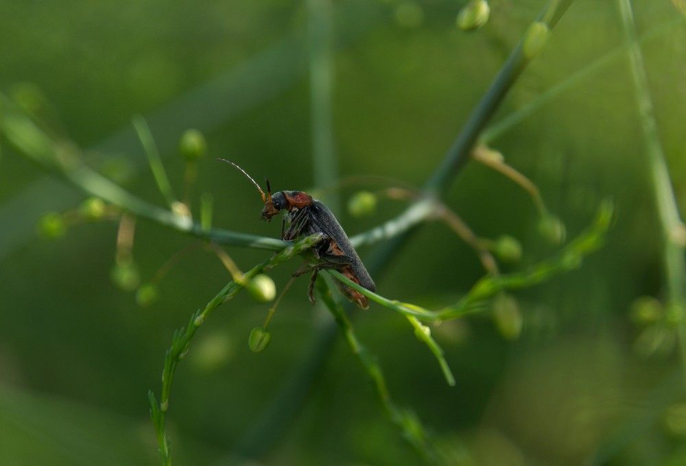 Soldier Beetle - Cantharidae