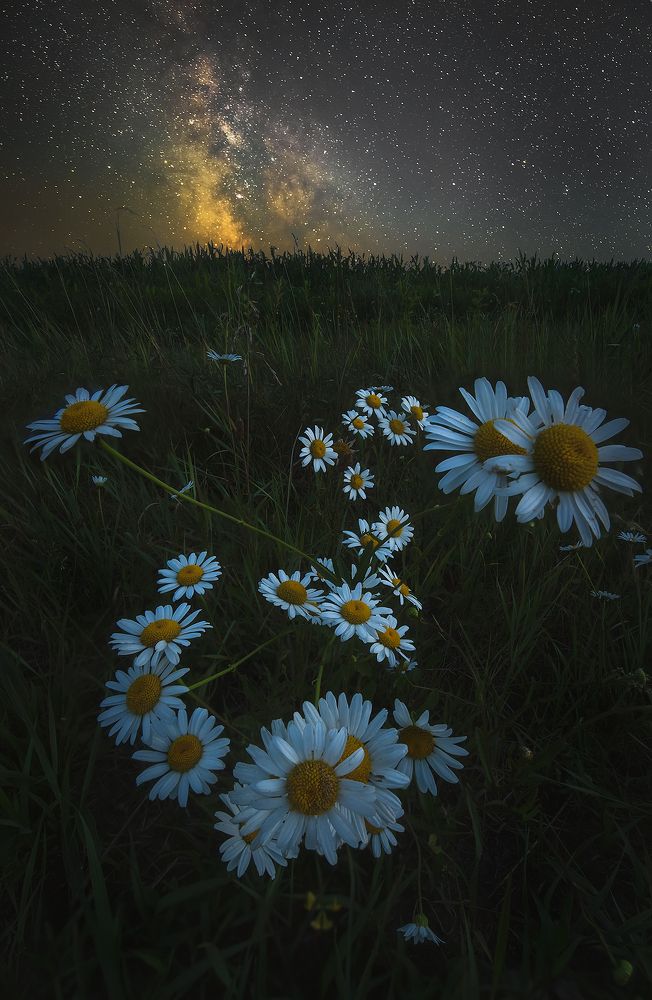 Летняя ночь