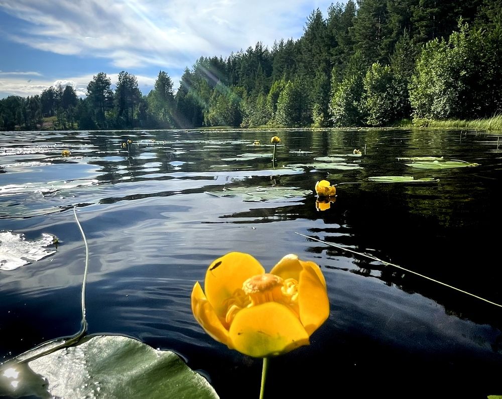 Фотография автора Юлия Шумейко