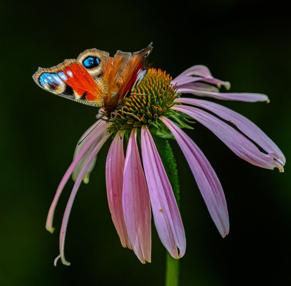 Photograph by Курлянцев Алексей