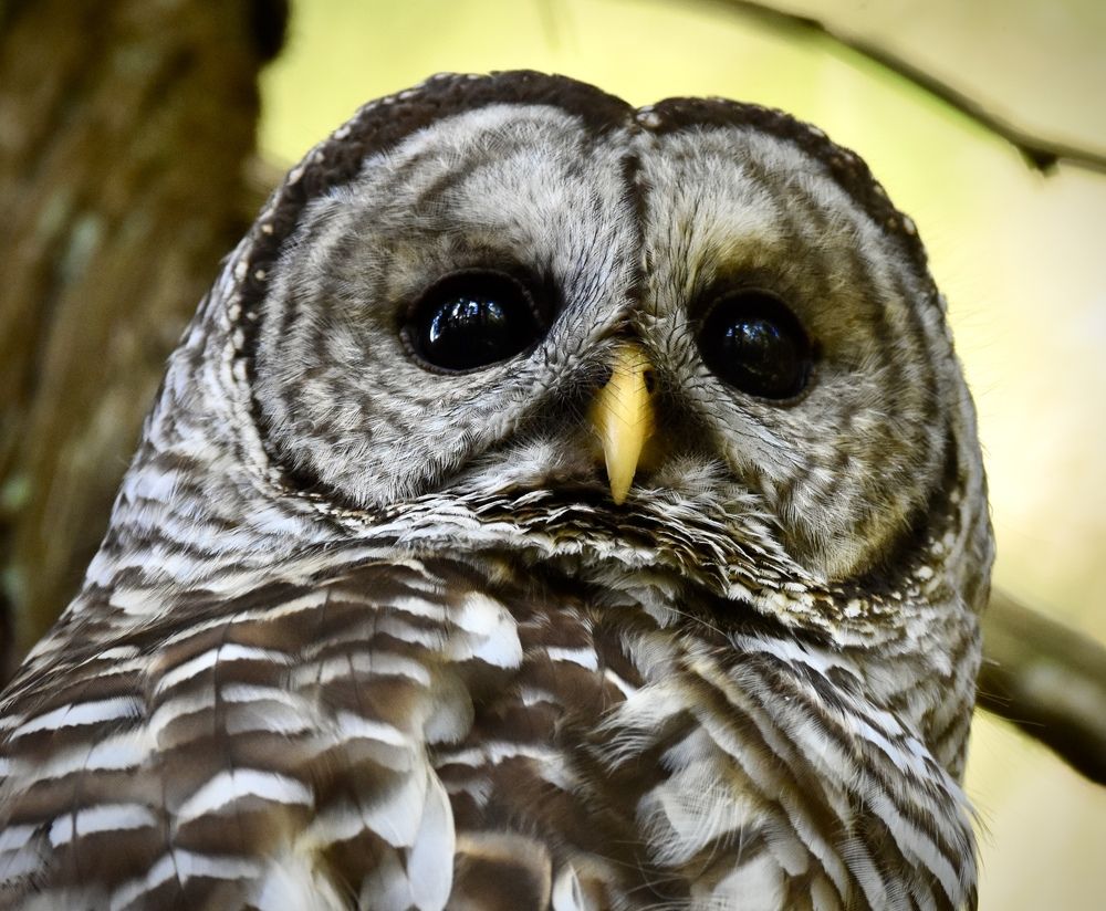 Photograph by Brittni Panter