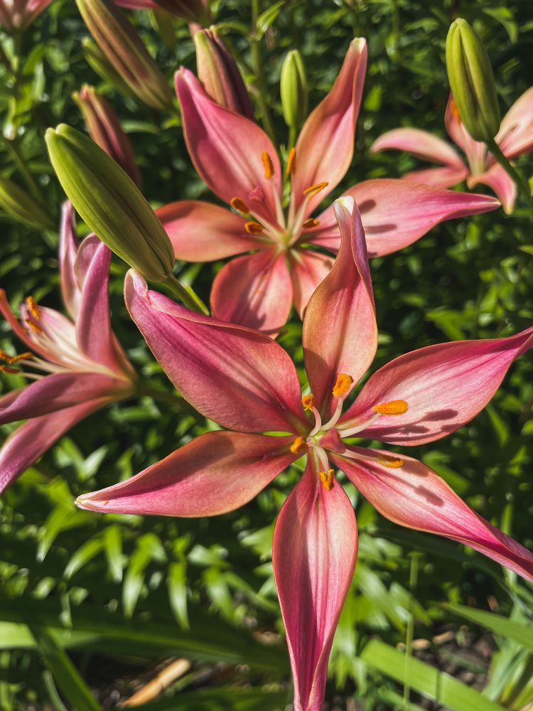 Photograph by Лада Сартакова