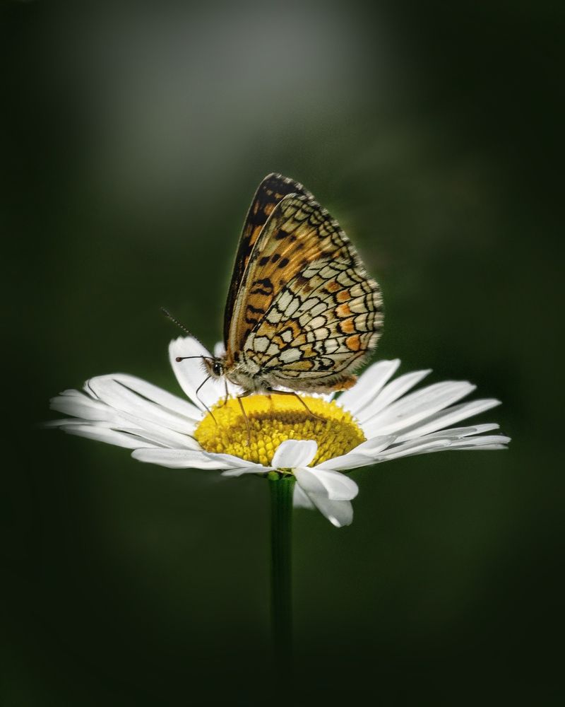 Photograph by Татьяна Гринько