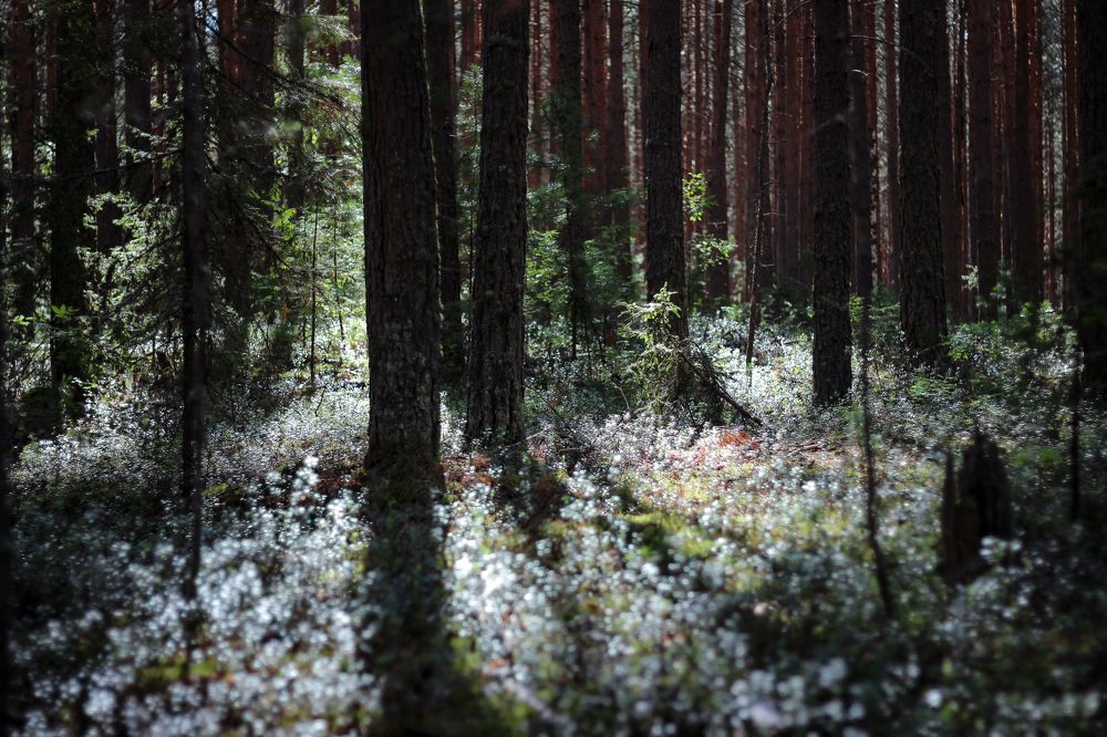 Photograph by Ольга Баркова