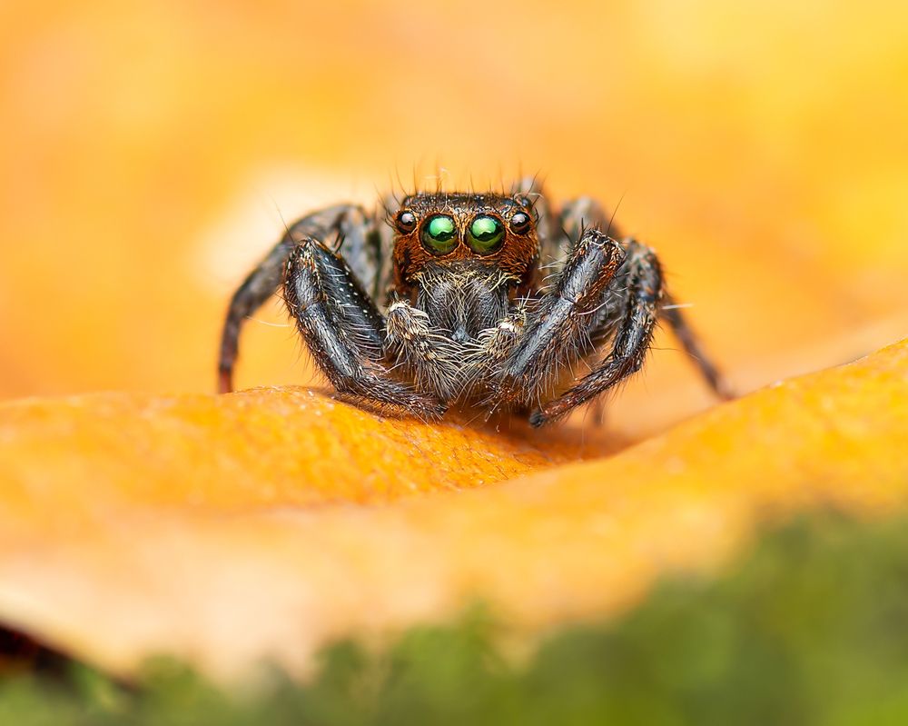 Photograph by Pinak Paul