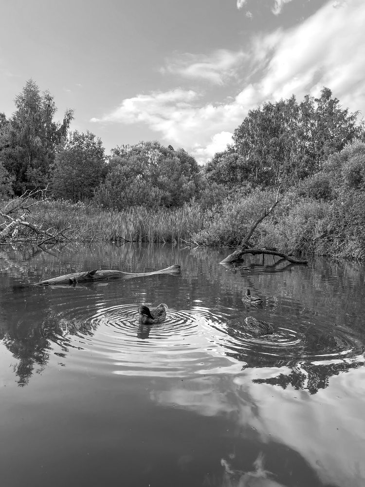 Photograph by Давыдова Алла