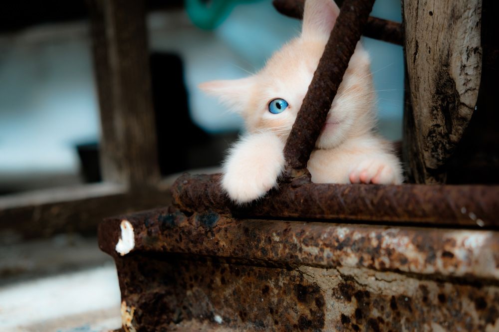 Photograph by George Koulouridis