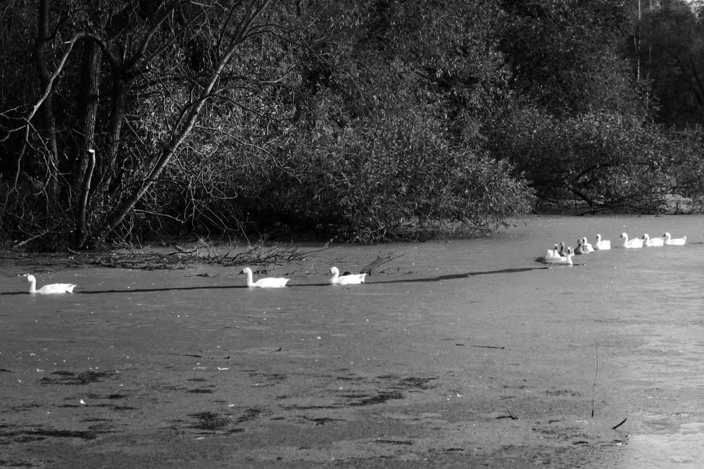 Photograph by Татьяна Аршинова