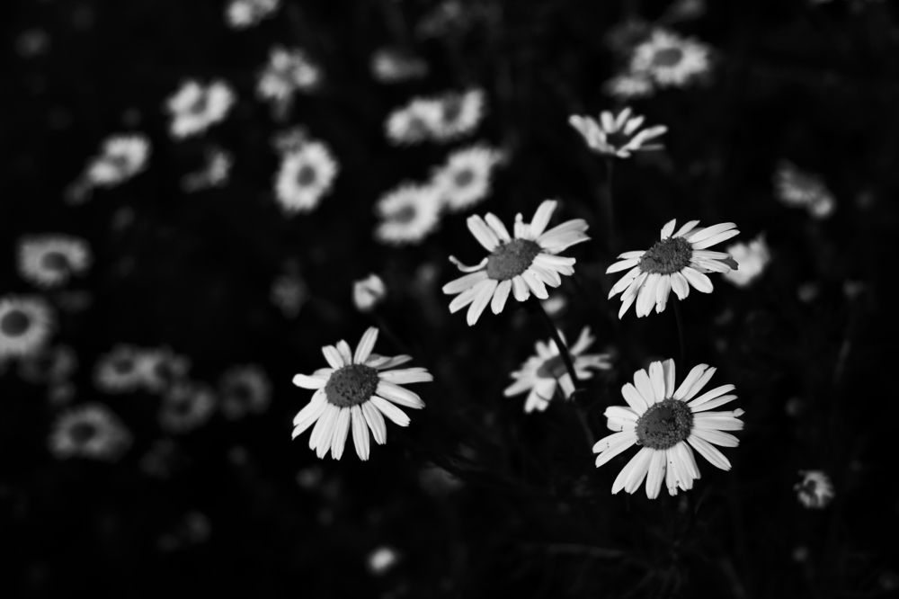 Фотография автора Denis Snetkov