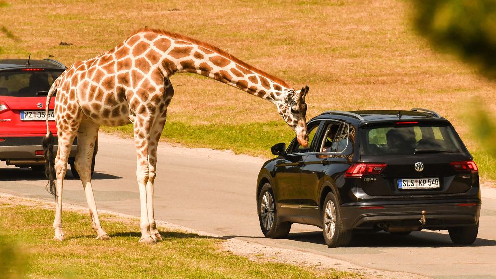 Жираф попрошайка