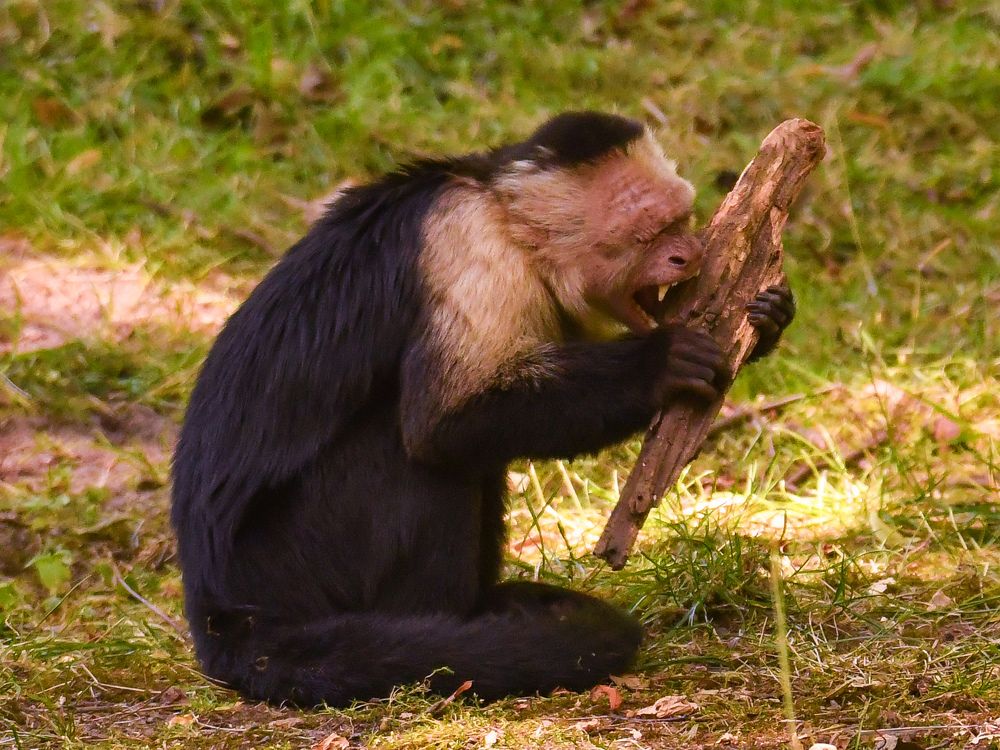 Обезьяна грызет кусок дерева.