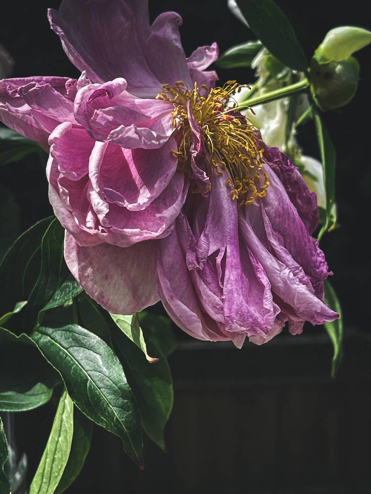 Photograph by Natalia Everatt