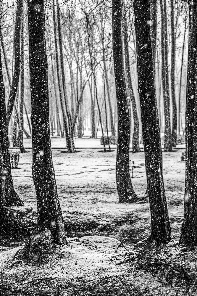 Photograph by behzad homayouninejad