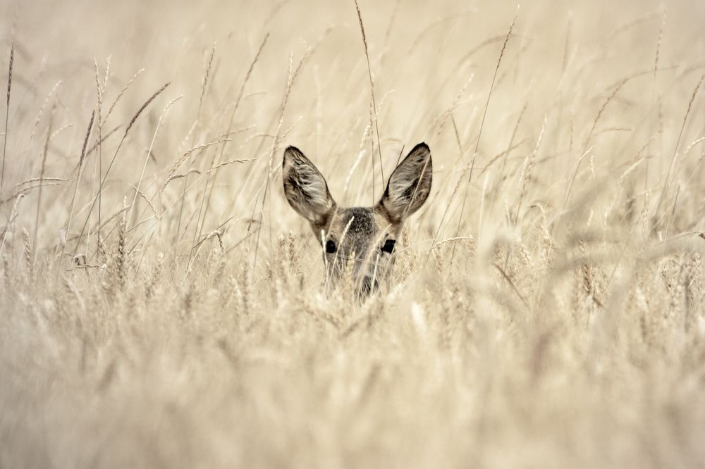 Photograph by Anna Suchcicka