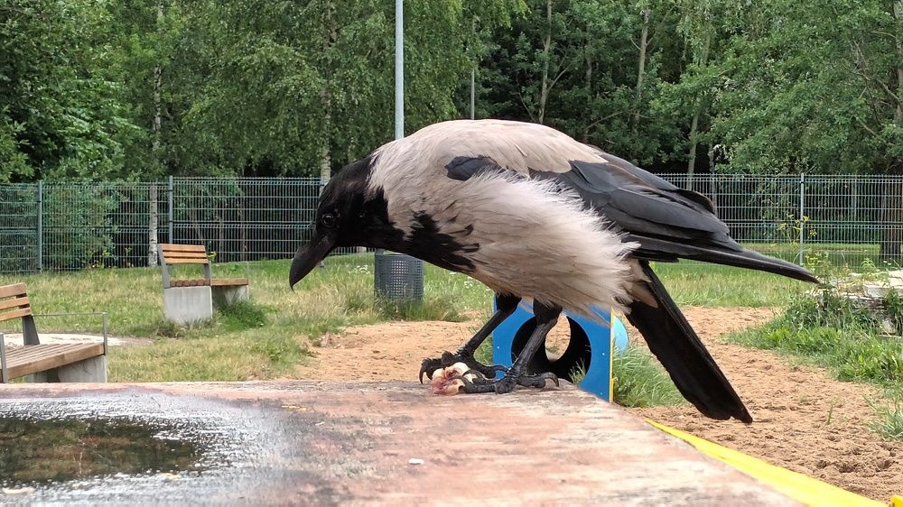 И мне -вкусняшку!!!)))