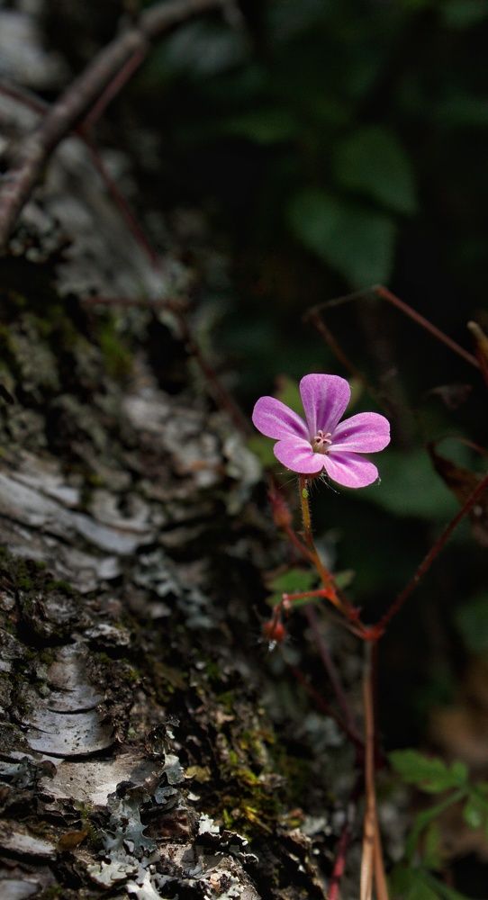 Photograph by Мария