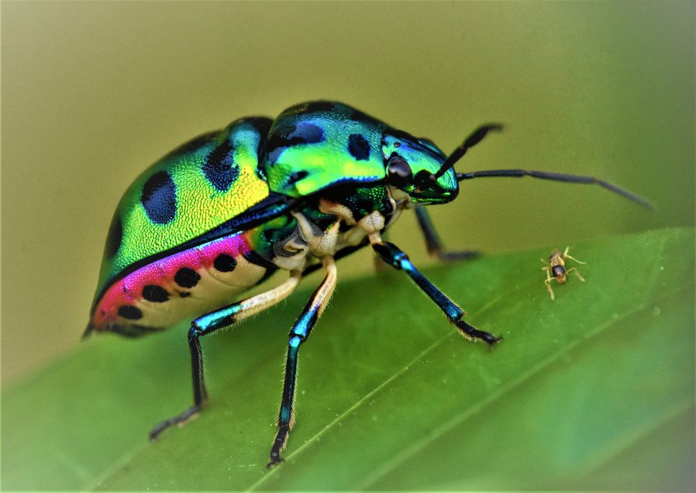 Jewel Bug & his tiny friend