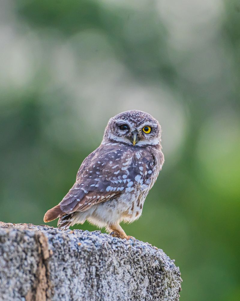 Photograph by Prem Madhavan
