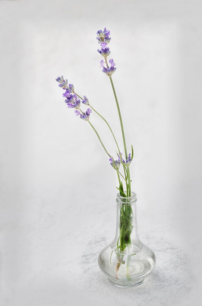 Photograph by Лидия