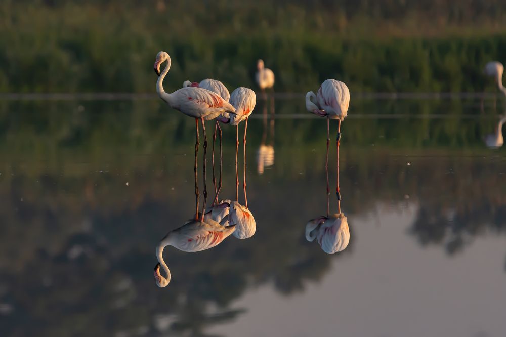 Photograph by Andrea Barlotti