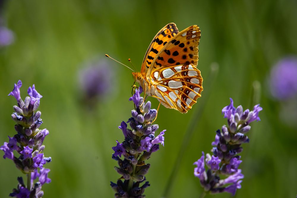 Photograph by Andrea Barlotti