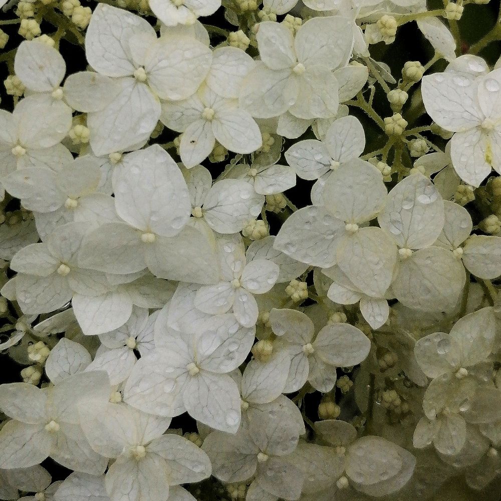 Photograph by Ирина Забродина