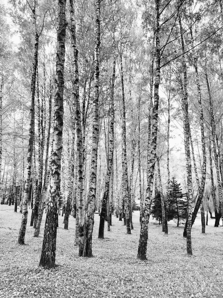 Photograph by Ирина Сыровежкина