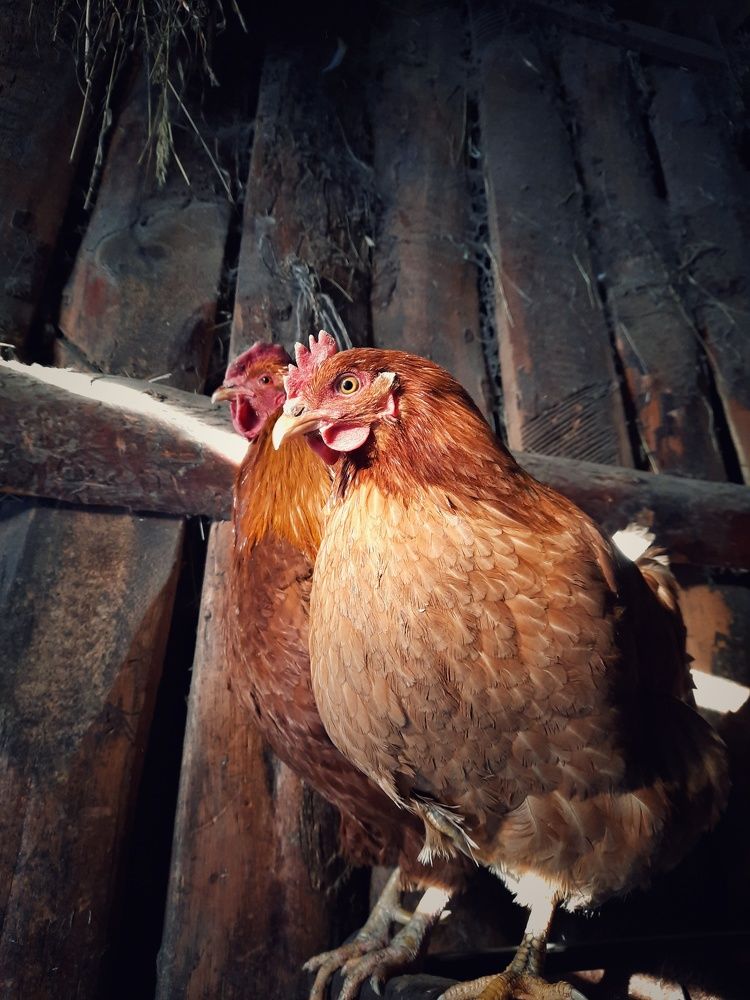 Photograph by Эльза