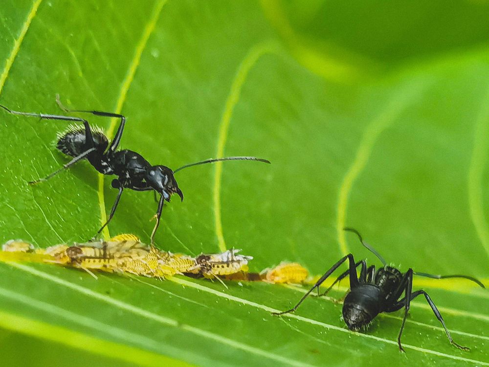 Фотография автора Petar Metić