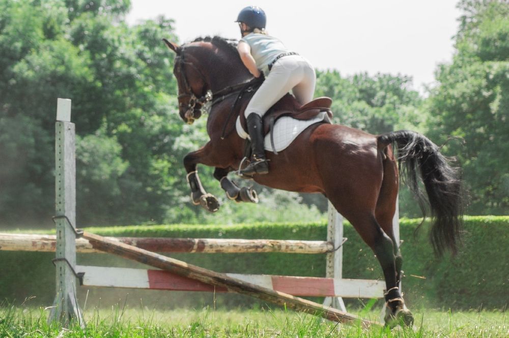 Photograph by паутинник фиолетовый