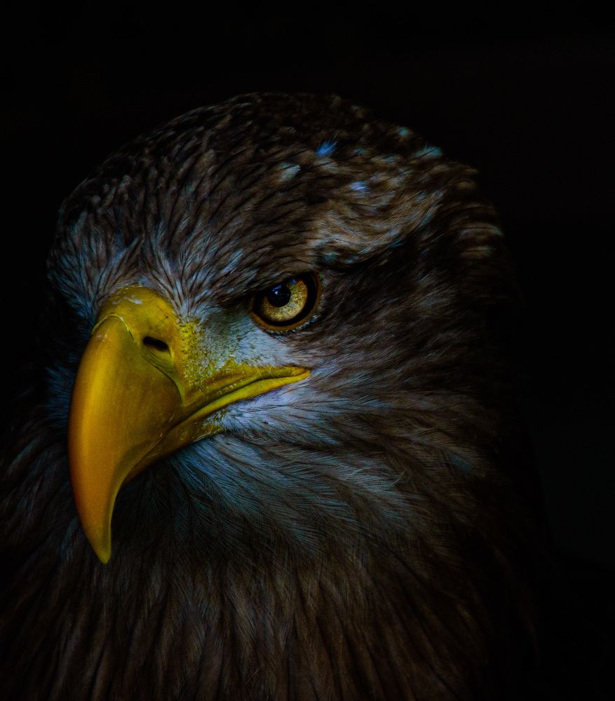 Photograph by Sean Allison