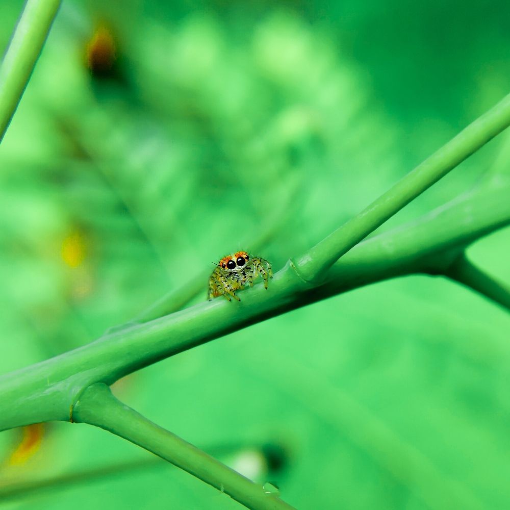 Jumping spiders